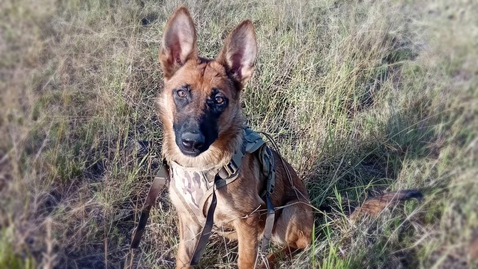 Dog Hero Image 1